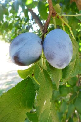 FRUIT